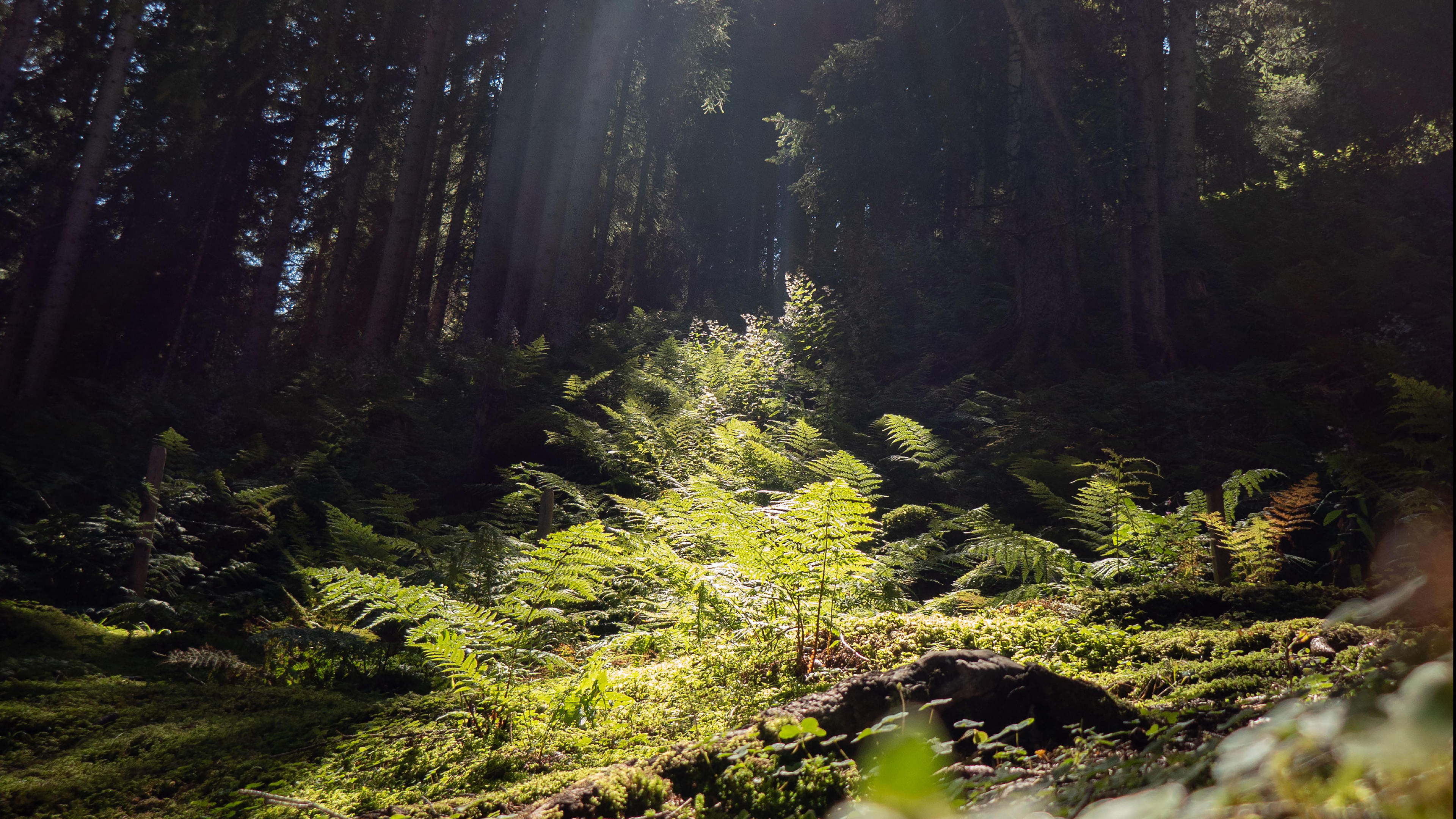 Forest floor